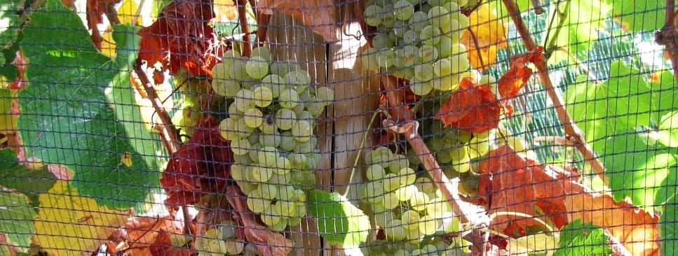 Emmanuel Delicata Winemaker – Tutored Wine Tastings